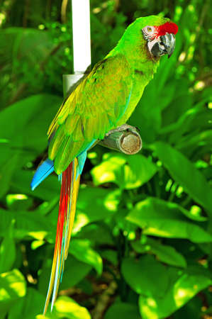 Colourful parrot bird sitting on the perch の写真素材