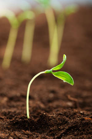 Green seedling illustrating concept of new life