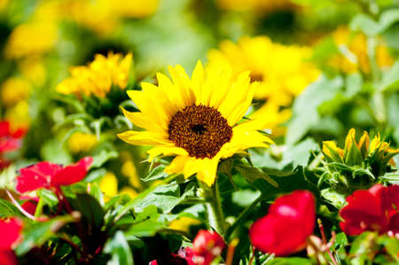 Yellow sunflowers on the bright summer dayの写真素材