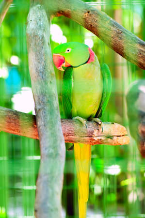 Colourful parrot bird sitting on the perch の写真素材