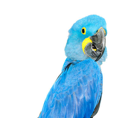 Colourful parrot bird sitting on the perch の写真素材