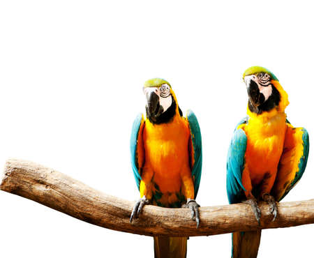 Colourful parrot bird sitting on the perch の写真素材