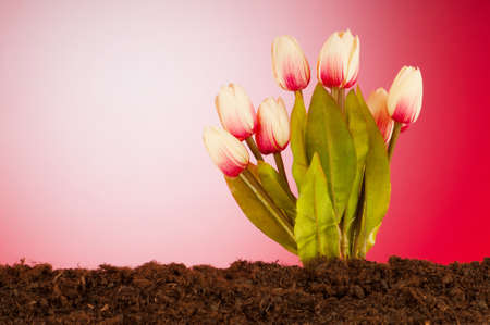 Colourful tulip flowers growing in the soil