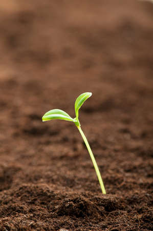 Green seedling illustrating concept of new lifeの写真素材
