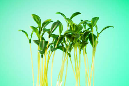 Green seedling illustrating concept of new lifeの写真素材