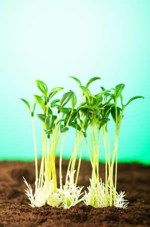 Green seedling illustrating concept of new lifeの写真素材