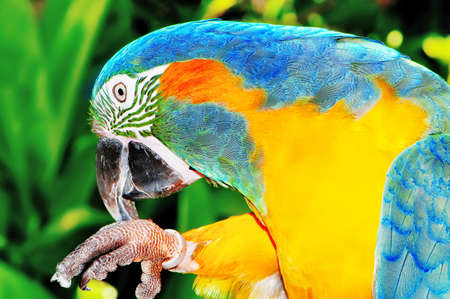 Colourful parrot bird sitting on the perch の写真素材