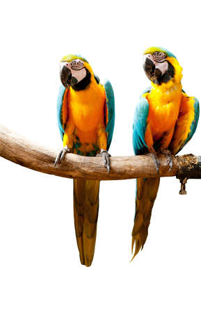 Colourful parrot bird sitting on the perch の写真素材