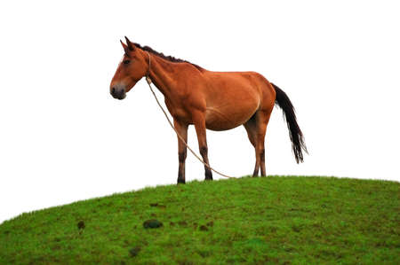 Brown horse on the grass fieldの写真素材