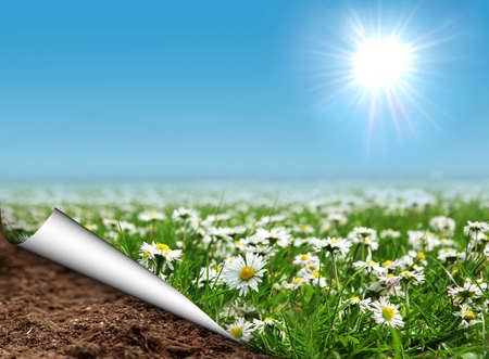 Daisies field with curled page
