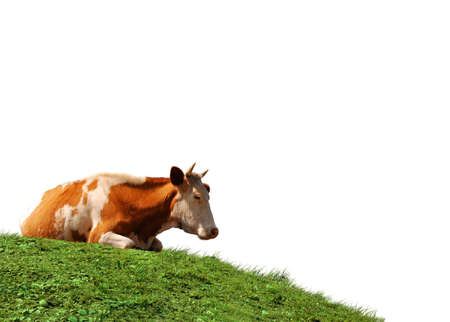 Cow isolated at the green fieldの写真素材