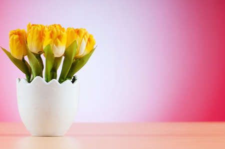 Colorful tulip flowers in the white potの写真素材