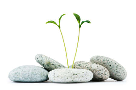 Pebbles and seedlings - alternative medicine conceptの写真素材