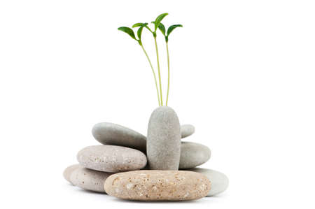 Pebbles and seedlings - alternative medicine conceptの写真素材