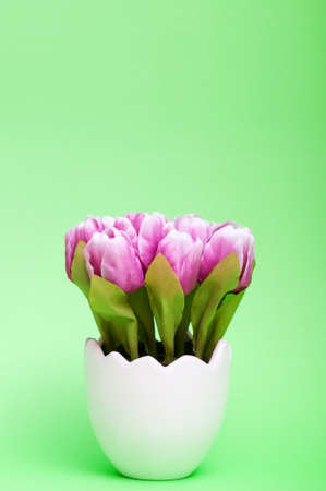 Colorful tulip flowers in the white potの写真素材