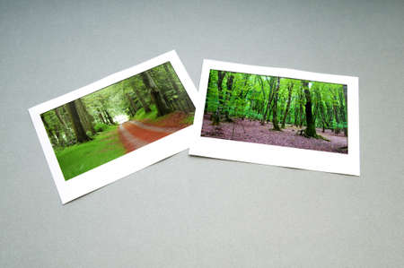 Forest on the picture framesの写真素材