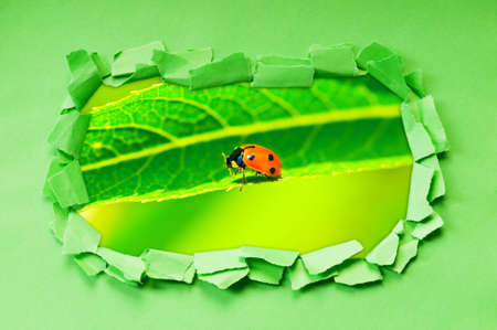 Ladybug through hole in paper