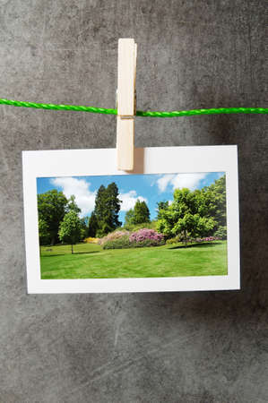 Forest on the picture frames