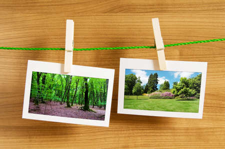 Forest on the picture framesの写真素材