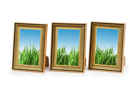Green grass in the picture framesの写真素材