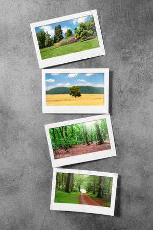 Forest on the picture frames