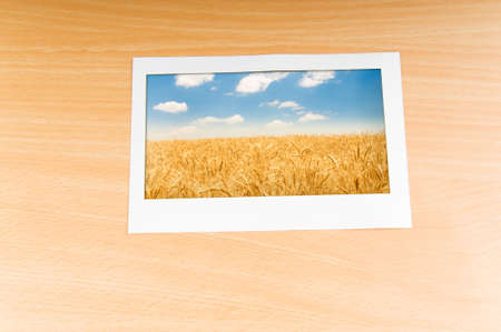 Wheat field in the picture frameの写真素材