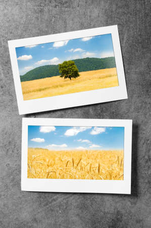 Wheat field in the picture frameの写真素材