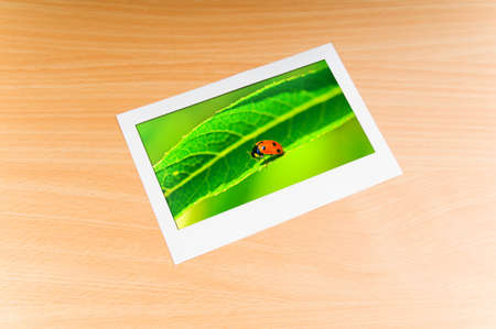 Lady bug in the picture frameの写真素材