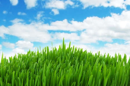 Green grass against blue sky