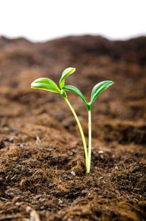 Green seedlings in new life conceptの写真素材