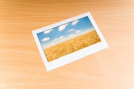 Wheat field in the picture frame