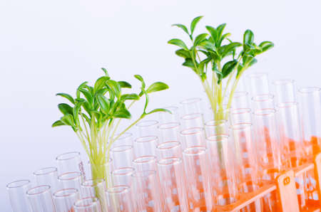 Lab experiment with green seedlings