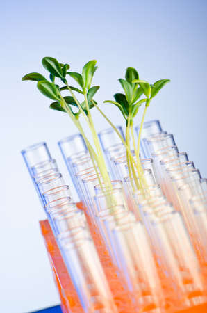 Experiment with green seedlings in the labの写真素材
