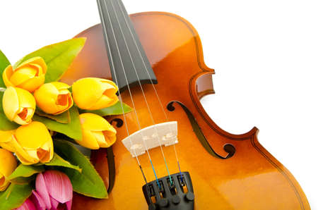Violin and tulip flowers on white