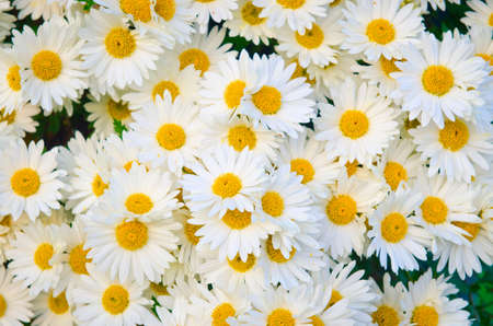 Camomiles flowers in nature concept