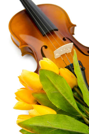 Violin and tulip flowers on whiteの写真素材