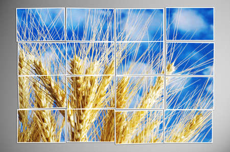 Photo cut into pieces with nature concept