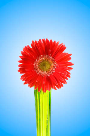 Gerbera flower against gradient backgroundの写真素材