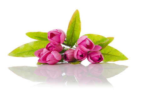 Tulips flowers isolated on the whiteの写真素材