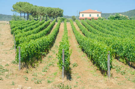Vineyard on a bright summer dayの写真素材