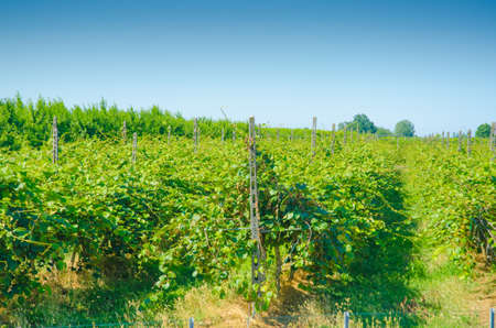 Vineyard on a bright summer dayの写真素材