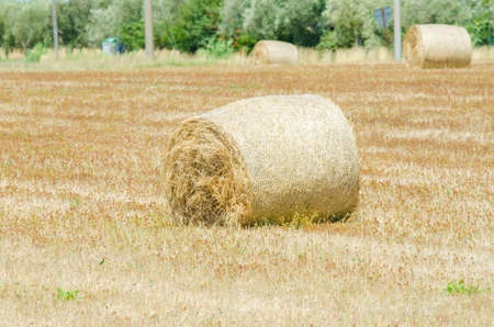 Field with rolls of hay on summer dayの写真素材