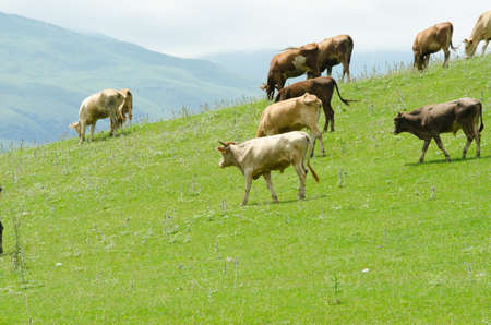 Cows grazing on the green field