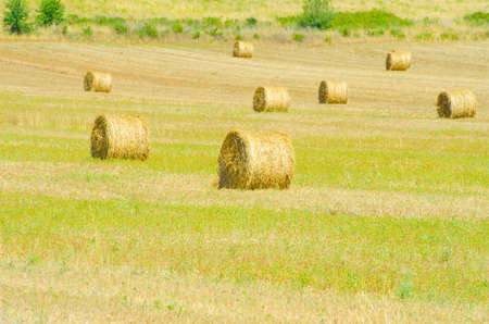Field with rolls of hay on summer day