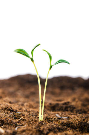 Green seedlings in new life conceptの写真素材