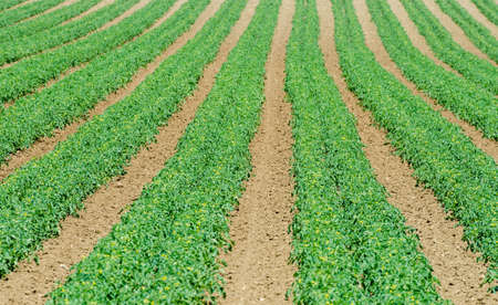 Tomato field on bright summer dayの写真素材