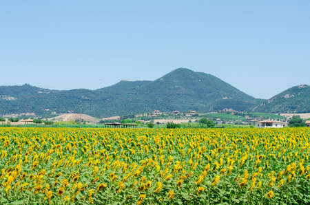 Sunflower field on bright summer dayの写真素材