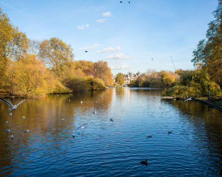 Fall autumn season in the forestの写真素材