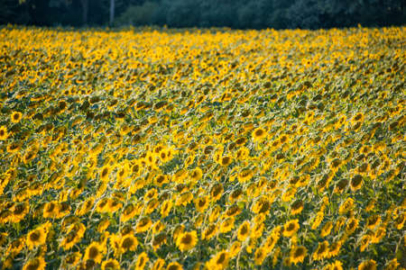 Sunflower field during bright summer day