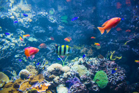 Tropical fish under the water の写真素材